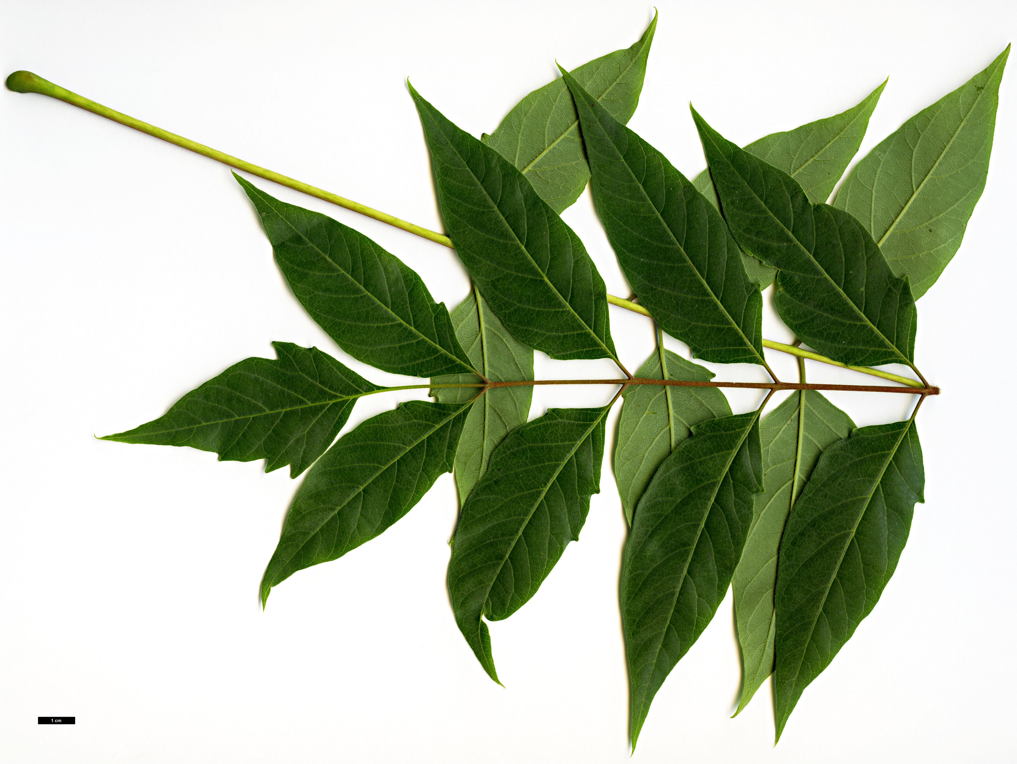 High resolution image: Family: Simaroubaceae - Genus: Ailanthus - Taxon: altissima - SpeciesSub: var. tanakae